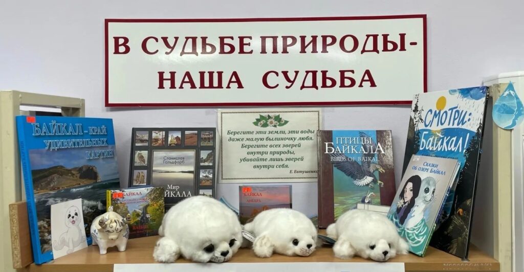 На фото — книжная выставка, посвящённая озеру Байкал и охране его природы. Композиция размещена на деревянной полке у светлой стены. В верхней части кадра — прямоугольная табличка с тёмно‑бордовой рамкой и надписью крупным шрифтом: «В СУДЬБЕ ПРИРОДЫ — НАША СУДЬБА». Ниже, в центре, — небольшая прямоугольная вставка с декоративной зелёной рамкой и цитатой Е. Евтушенко: «Берегите эти земли, эти воды даже малую былиночку любя. Берегите всех зверей внутри природы, убивайте лишь зверей внутри себя». На полке — подборка книг о Байкале. Слева — издание в ярко‑синей обложке «Байкал — край удивительных картин» с фото скалистого берега и волн. Рядом — небольшая открытка или лист с контурным рисунком детёныша нерпы: у него круглая голова, большие глаза и лёгкая улыбка. Дальше — миниатюрная белая фигурка с рожками и узорами, похожая на стилизованного бычка или духа‑хранителя. В центре полки — три мягкие игрушки‑детёныши байкальской нерпы: округлые, пушистые, белого цвета с чёрными глазами и носами; они лежат рядом, будто отдыхают. За ними — фотоколлаж в тёмной рамке: сетка из небольших снимков с видами Байкала, портретами и подписью «Станислав Гольдфарб». Справа — ещё несколько книг: «Мир Байкала» с пейзажем на обложке, издание «Птицы Байкала / Birds of Baikal» с изображением летящего орлана, книга «Смотри: Байкал!» в сине‑голубой гамме с солнцем и силуэтами деревьев, а также «Сказки об озере Байкал» — на обложке женщина в профиль и стилизованное изображение нерпы. Крайний справа — вертикальный декоративный элемент: белый блок с сине‑голубым силуэтом капли воды и гор. Общая композиция выстроена плотно, но гармонично: книги стоят вертикально и под углом, игрушки и мелкие предметы расставлены на переднем плане. Цветовая палитра — спокойная, с преобладанием белого, бежевого, синего и бордового; оформление подчёркивает тему бережного отношения к природе Байкала.
